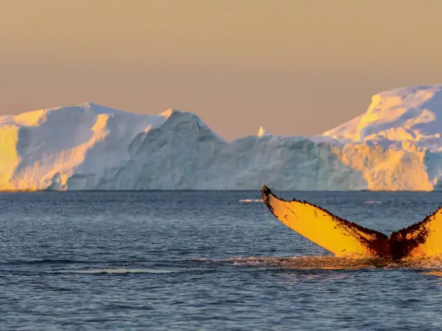 Avistamiento de ballenas y museo Whales of Iceland desde Reikiavik