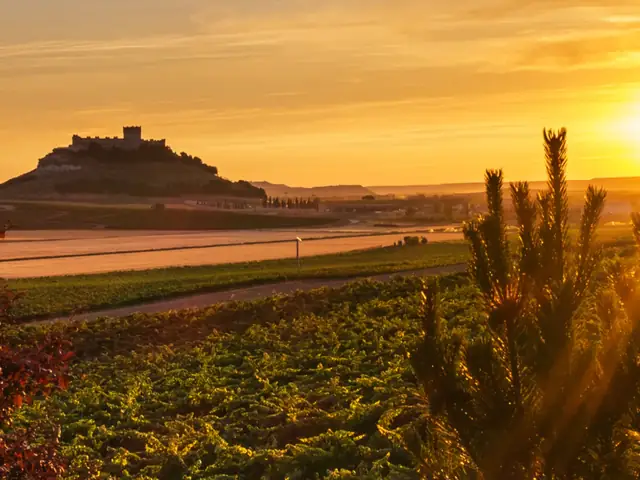 Excursión a la Ribera del Duero desde Madrid