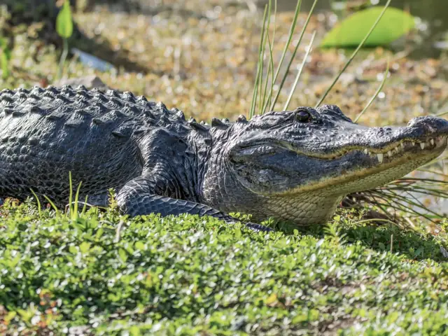Desde Miami: Excursión a los Evergaldes