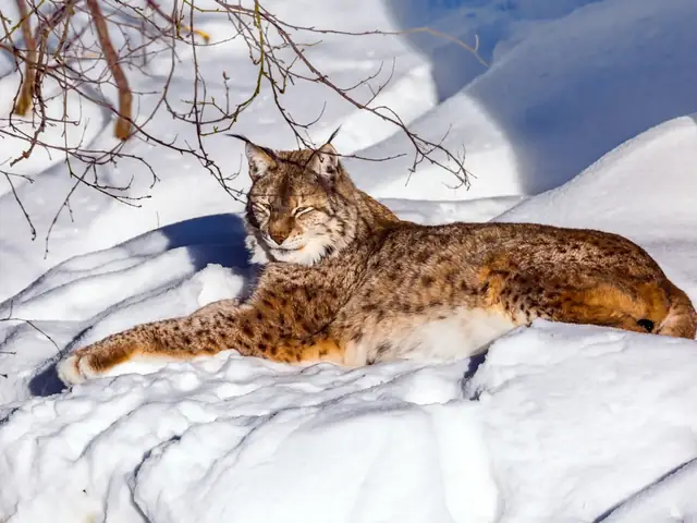 Excursión al zoo de Ranua desde Rovaniemi