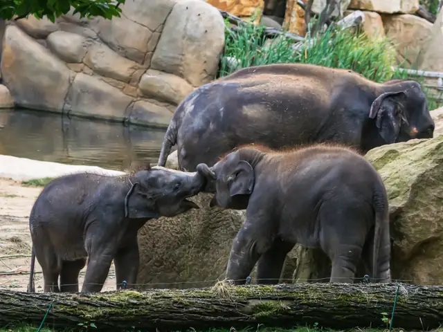Entradas al zoológico de Praga con audioguía