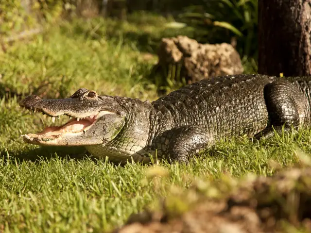 Paseo en hidrodeslizador por los Everglades con espectáculo