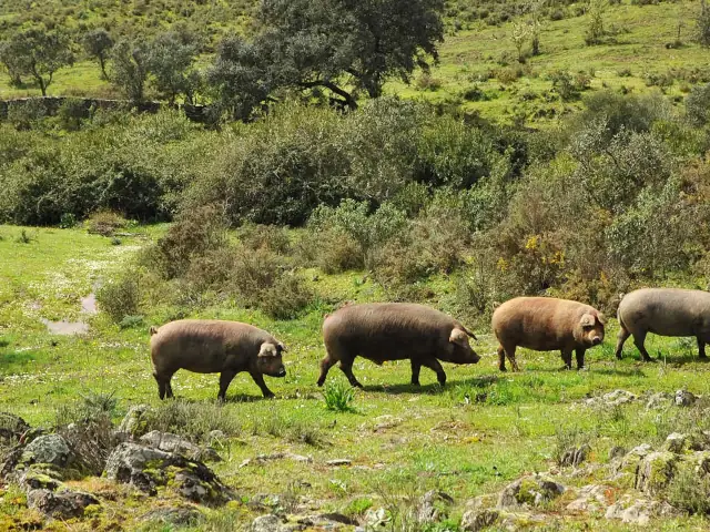 Aracena
