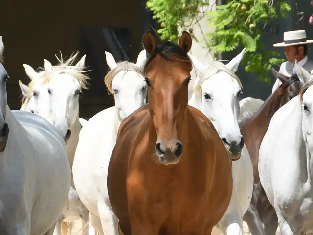 Visita guiada a la Yeguada Cartuja Hierro del Bocado